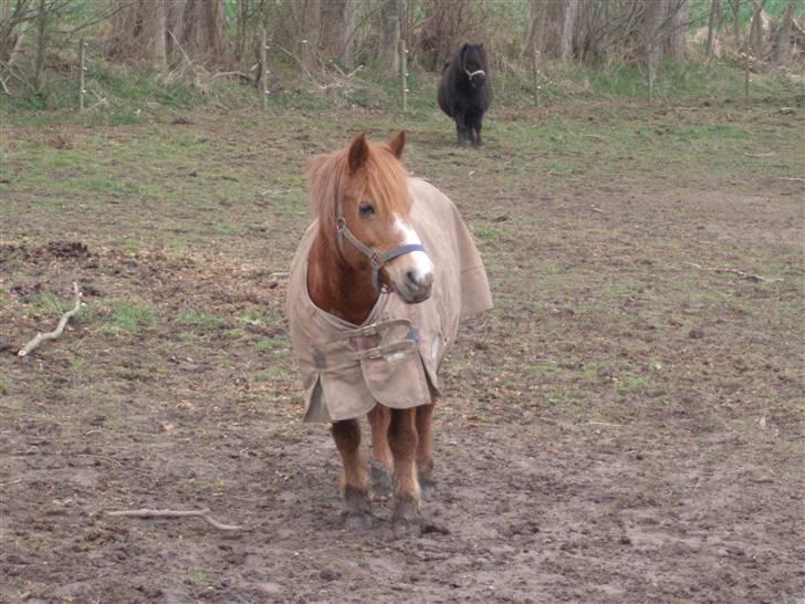 Anden særlig race Lyn Star - R.I.P - foto: pernille billede 7
