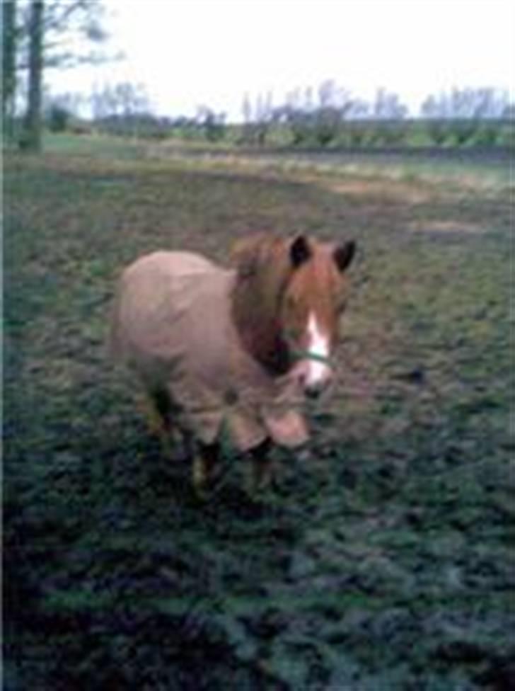 Anden særlig race Lyn Star - R.I.P - foto: pernille billede 8