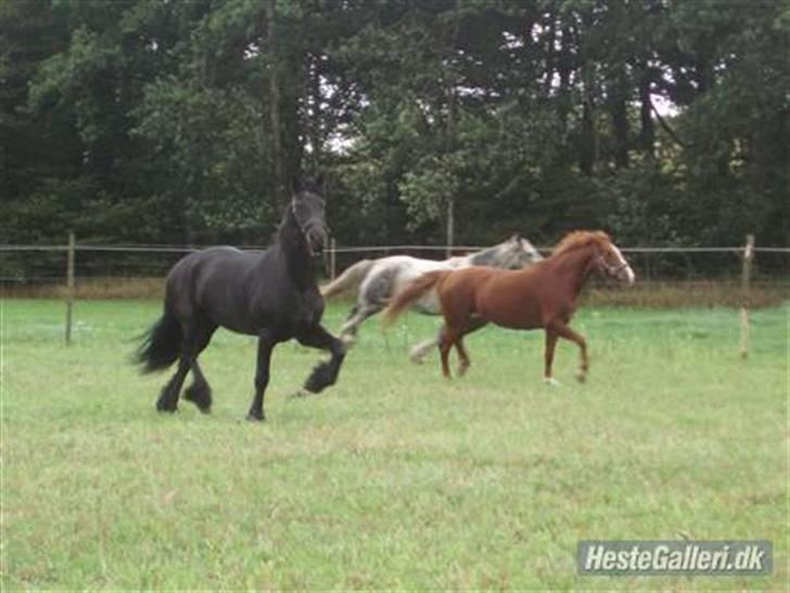 Frieser Evert fän Bartlehiem - Zafir, Mon Cheval og Tonka, der leger på folden :b billede 13