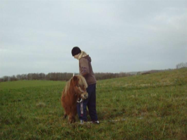 Shetlænder Fanny  - 11#  Trick: sideøvelse, første gang (se hendes forben) :-) Foto: taget fra vidio. 2009. billede 11
