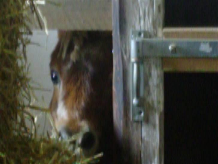 Shetlænder Fanny  - 12#  Syntes bare det er så sødt det her billed! :-)   Foto: JGM 2009. billede 12