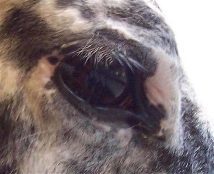 Appaloosa Ilja - R.I.P - #12. Iljas øje billede 10