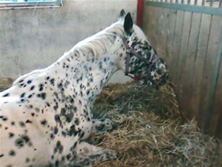 Appaloosa Ilja - R.I.P - #13. "Dejligt at ligge lidt ned" billede 11