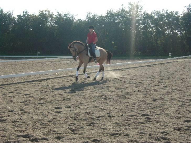 New Forest Orchid's Thymo  - Aflivet - derhjemme. (: billede 9