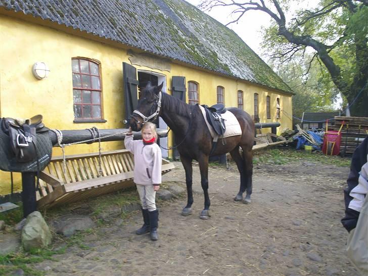 Fuldblod (XX)  Fernando ( R.I.P ) - Her er jeg så med hende der ejede mig før. billede 1