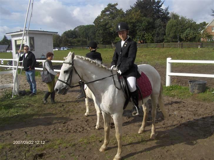 Anden særlig race /connemara bambuska R.I.P - venter på vi skal på banen...:D           foto: mig selv. billede 4