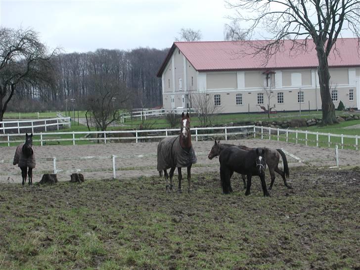 Hollandsk Varmblod Rolanda(Fie) <3 R.I.P. - vinteren 06 billede 17