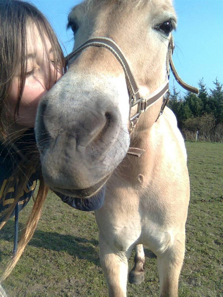 Fjordhest Luna :) - » Lunababy<3 Foto : Mig<3 billede 8