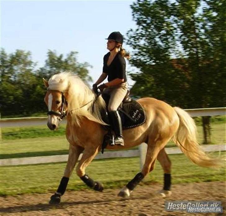 Haflinger Anton Wican billede 7
