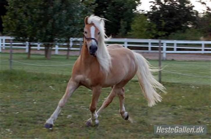 Haflinger Anton Wican billede 8
