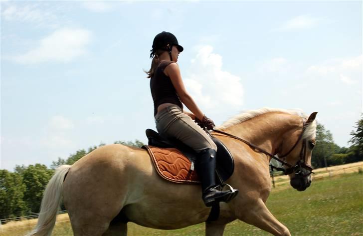 Haflinger Anton Wican billede 9