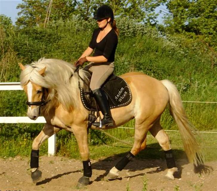 Haflinger Anton Wican billede 10