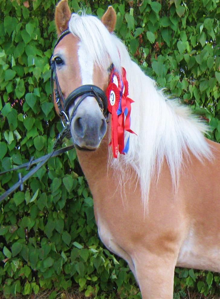 Haflinger Anton Wican billede 11