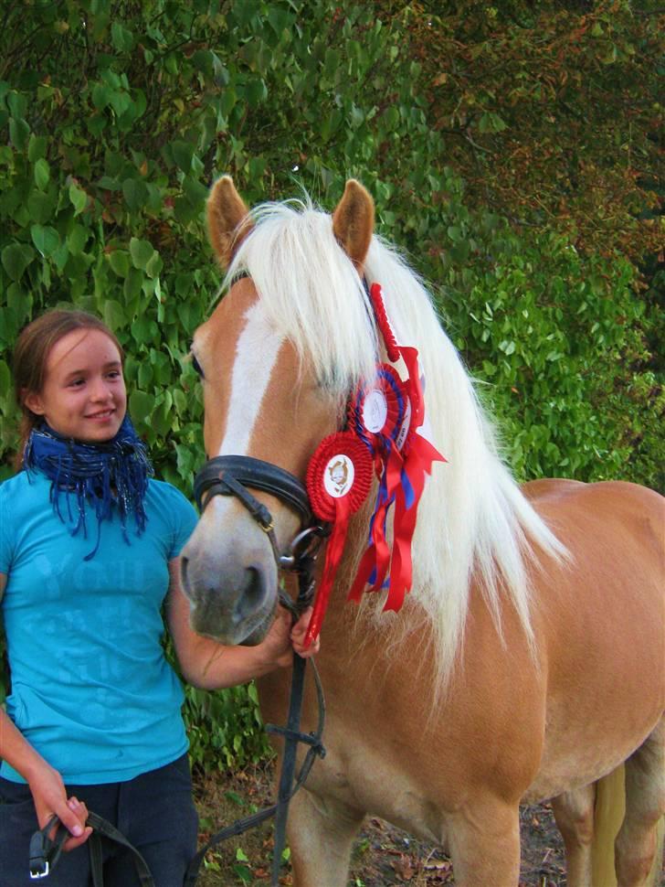 Haflinger Anton Wican billede 12