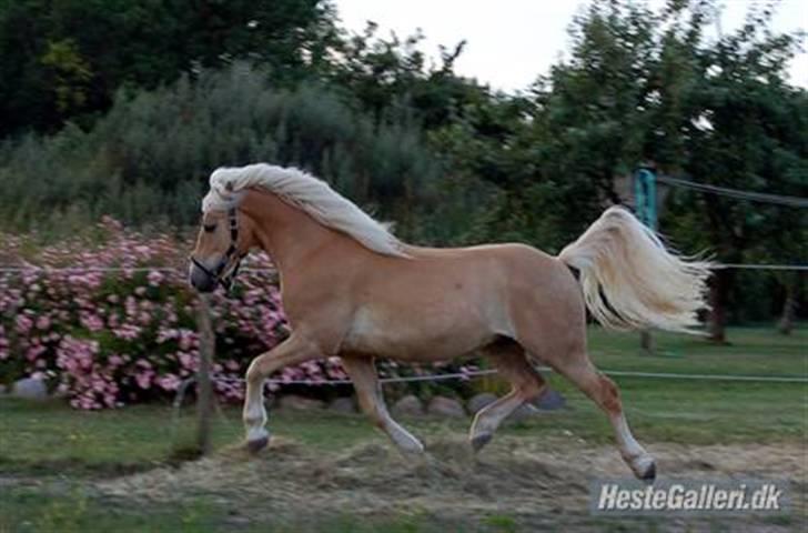 Haflinger Anton Wican billede 13