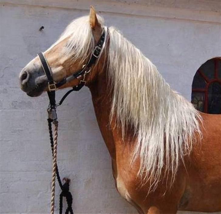 Haflinger Anton Wican billede 14