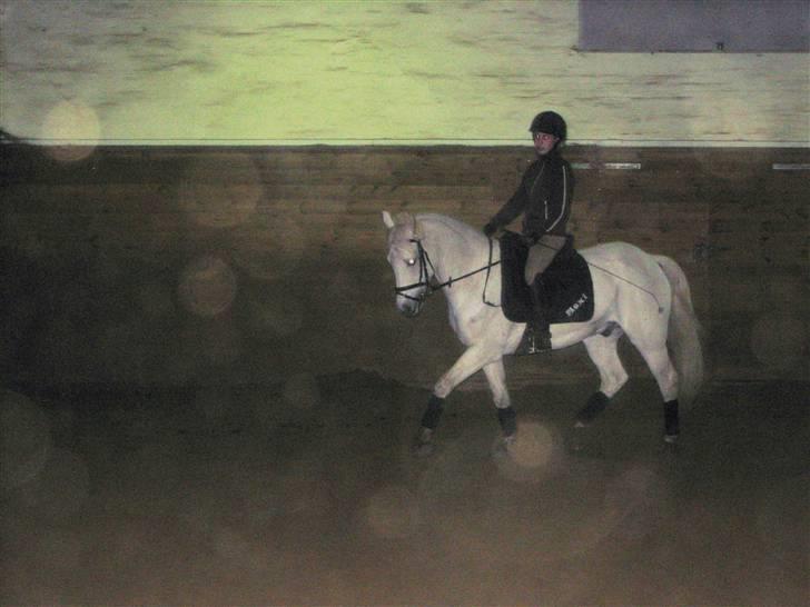 Connemara Maximillian af Ellebrud - Lidt dressur! Skal lige siges at vi ikke dressur freaks! billede 20