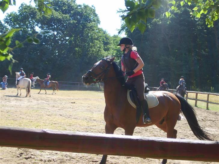 Welsh Cob (sec D) Rambo(solgt) - hved det ser tumpet ud men så hved i hvor meget han skal holdes tlbage når man springer billede 7
