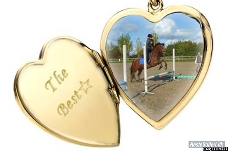 Welsh Cob (sec D) Rambo(solgt) - mig og charmeprinsens sidste ridt sammen en af de søøgeligste dage jeg kunne tænke mig billede 8