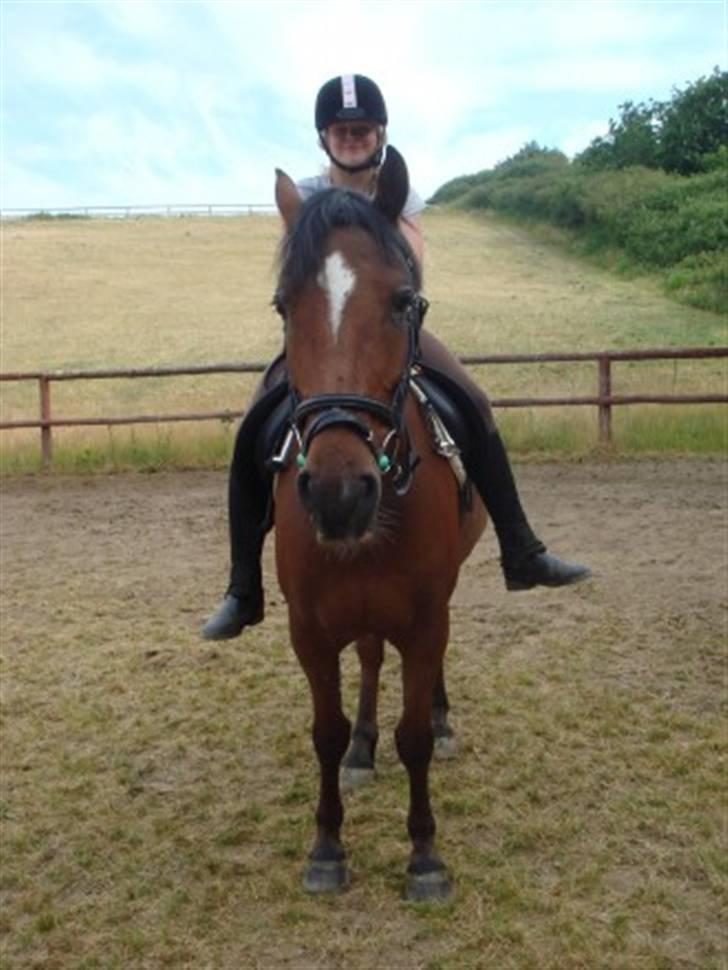 Welsh Cob (sec D) Rambo(solgt) billede 10