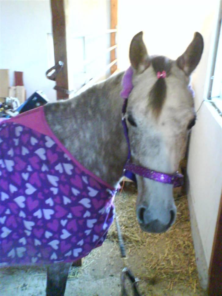 Arabisk fuldblod (OX) Cezanne OX  Solgt - NYT* Smukke pony<´3 billede 18