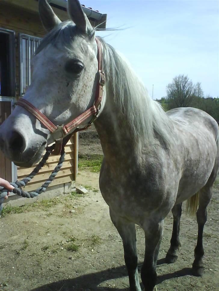 Arabisk fuldblod (OX) Cezanne OX  Solgt - Cezanne på vej ind fra fold ;D  d. 05-05-08 billede 19