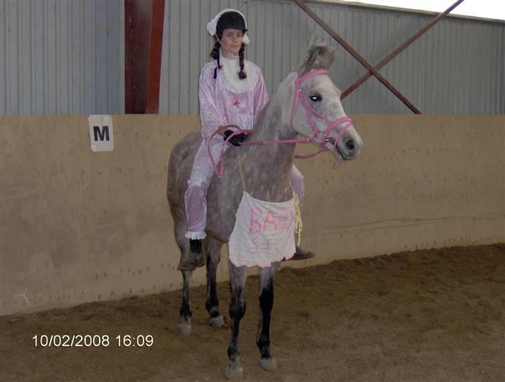 Arabisk fuldblod (OX) Cezanne OX  Solgt - Fastelavn;D vi var babyer <´3 billede 20