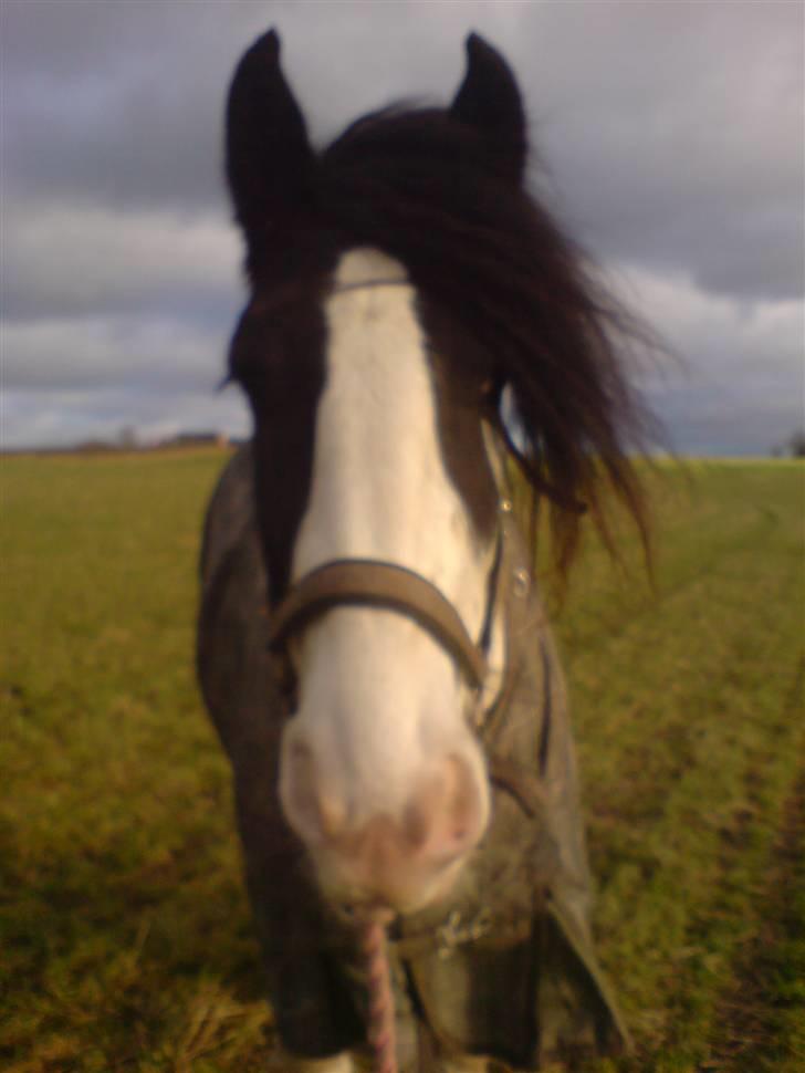 Tinker Tinkergårdens billyboy<3 - .: den flotte på folden d; billede 11