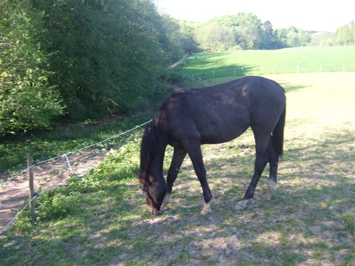 Dansk Varmblod Corento <3 R.I.P. <3 billede 1