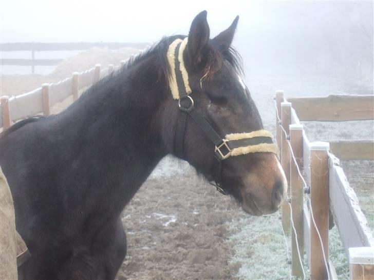 Dansk Varmblod Corento <3 R.I.P. <3 - På siden hvor han desværre har mistet sit øje ): men flot alligevel ..  billede 2