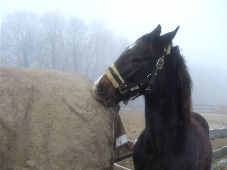 Dansk Varmblod Corento <3 R.I.P. <3 billede 3