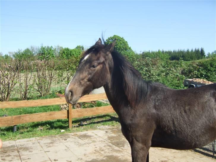 Dansk Varmblod Corento <3 R.I.P. <3 billede 4