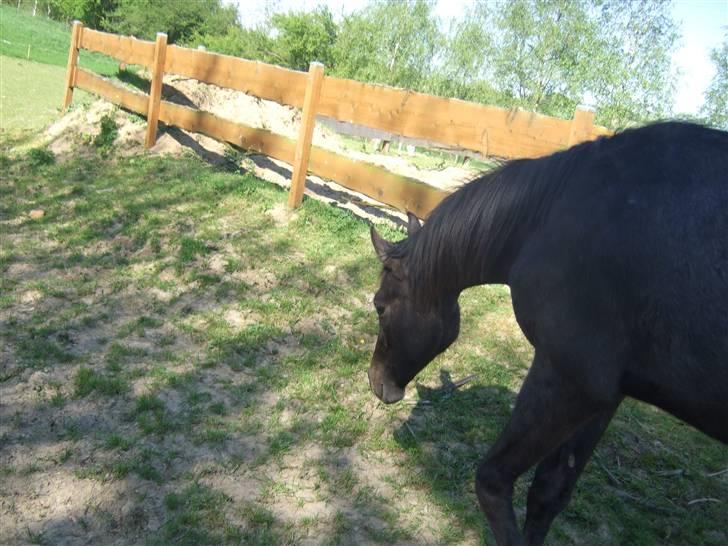 Dansk Varmblod Corento <3 R.I.P. <3 billede 5