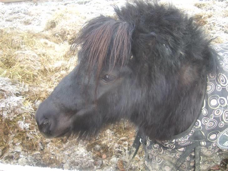 Anden særlig race Emma <3 Solgt og savnet<3 billede 2