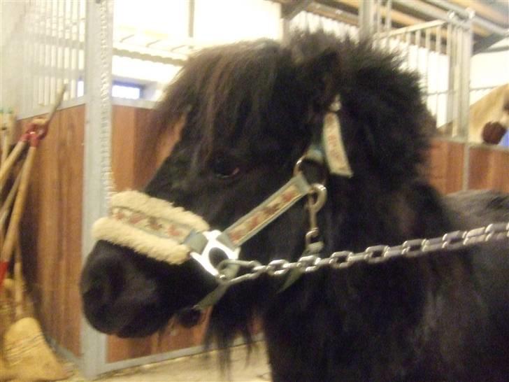 Anden særlig race Emma <3 Solgt og savnet<3 billede 3