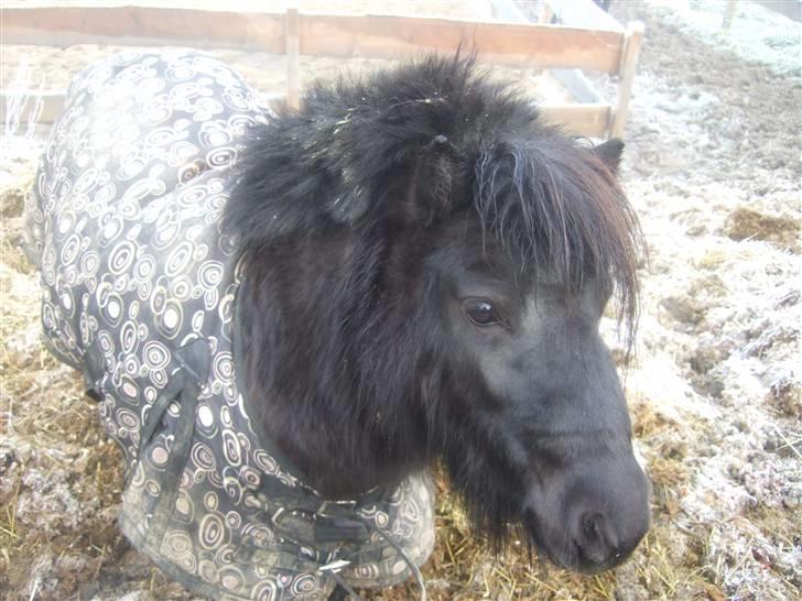 Anden særlig race Emma <3 Solgt og savnet<3 billede 5