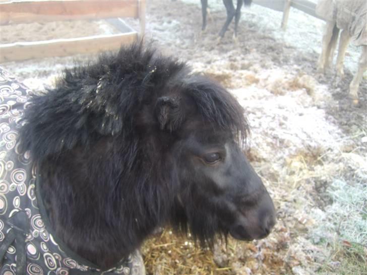 Anden særlig race Emma <3 Solgt og savnet<3 - ´ billede 6