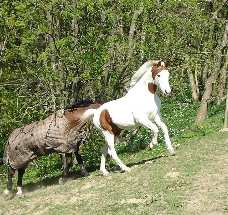 Anden særlig race Camelot <3 *passer* (: billede 1