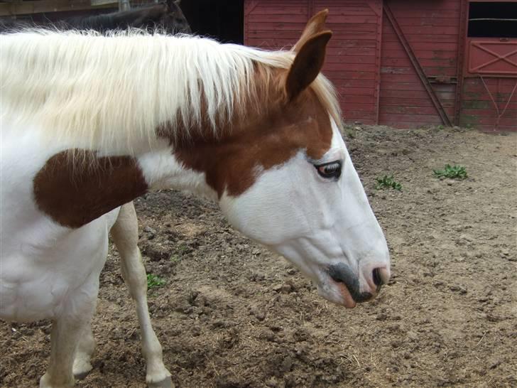 Anden særlig race Camelot <3 *passer* (: billede 2