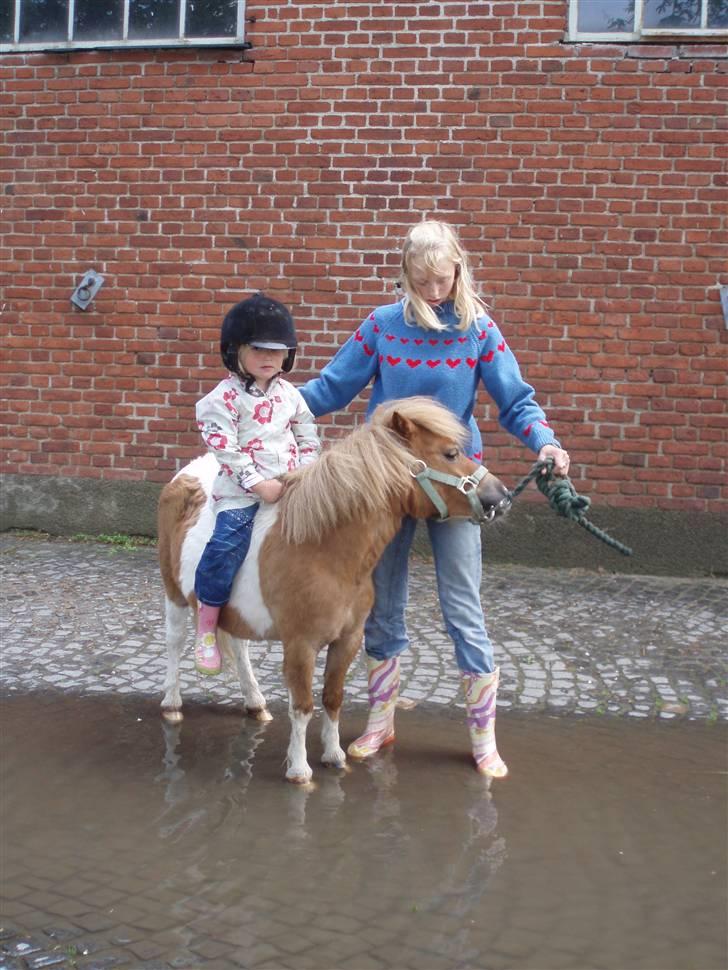 Shetlænder Mongol(SOLGT) - Vand er ikke fedt !! billede 2