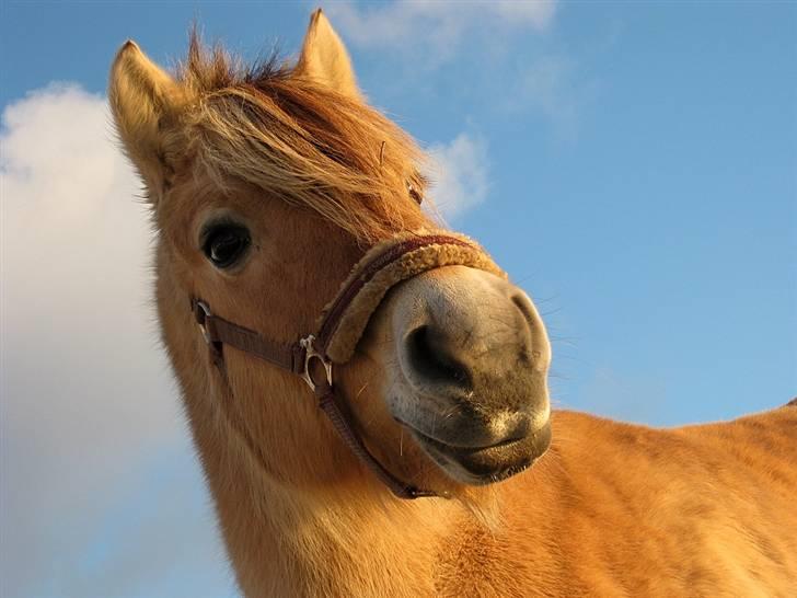 Fjordhest kira .. RIP - taget d. 25 november - o8.  billede 1