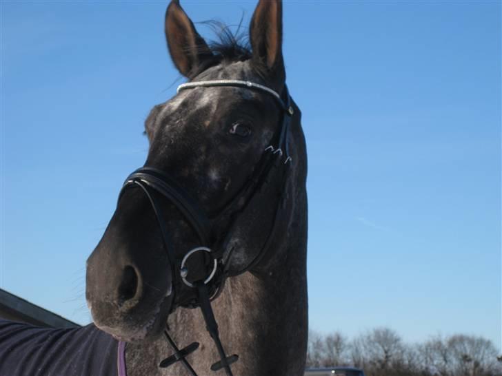 Polsk Varmblod Etos (solgt) billede 1