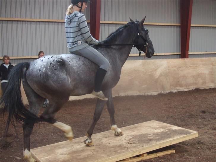 Polsk Varmblod Etos (solgt) billede 2