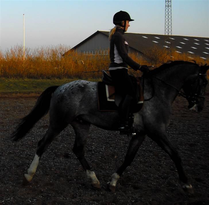 Polsk Varmblod Etos (solgt) billede 3