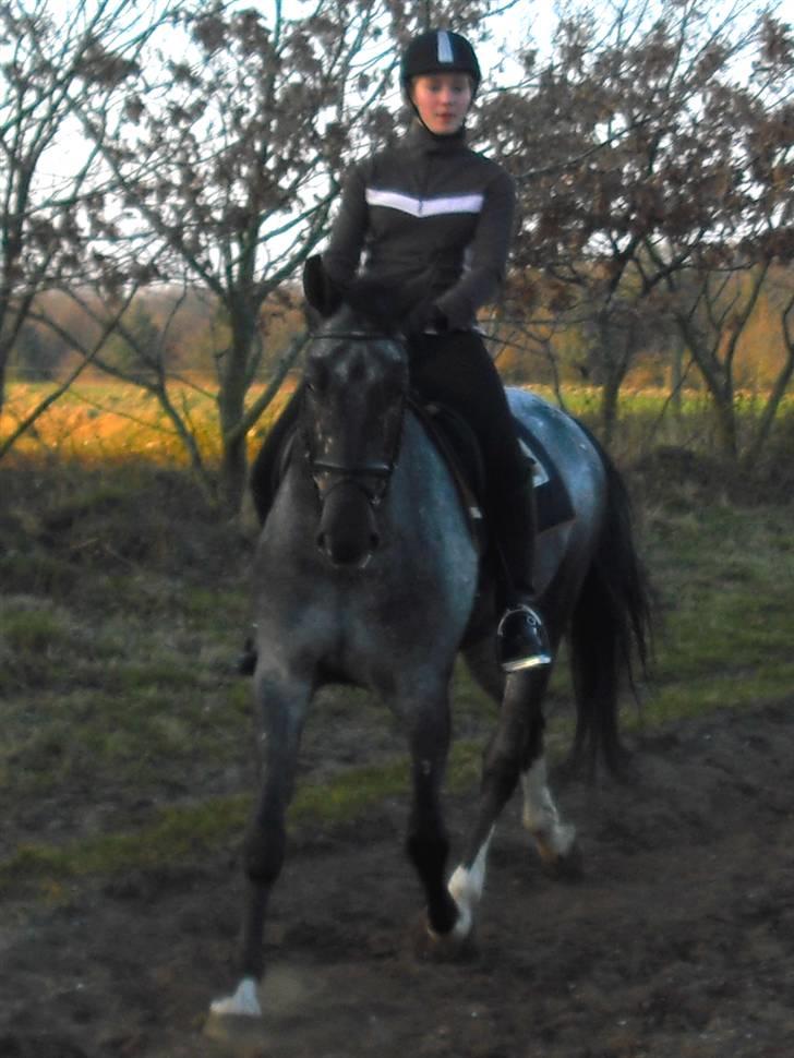 Polsk Varmblod Etos (solgt) billede 4