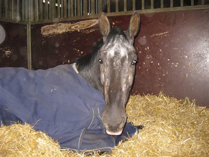 Polsk Varmblod Etos (solgt) billede 5