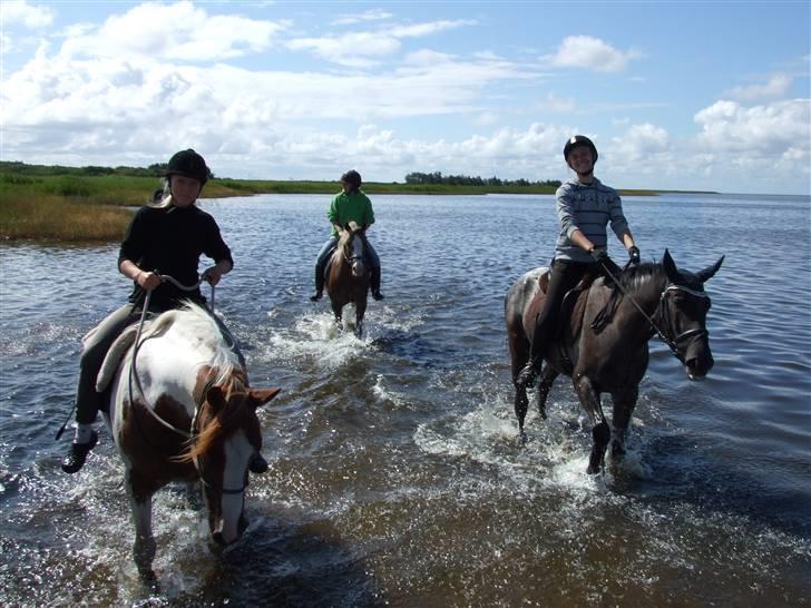 Polsk Varmblod Etos (solgt) billede 6