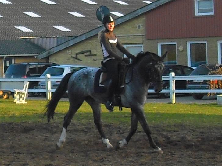 Polsk Varmblod Etos (solgt) billede 7