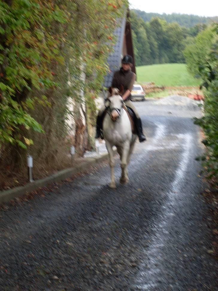 Anden særlig race Camelot <3 *passer* (: billede 3