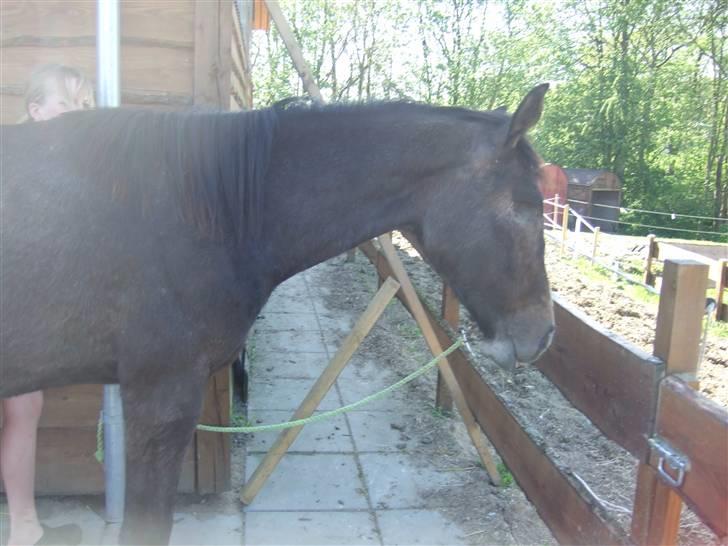 Dansk Varmblod Corento <3 R.I.P. <3 billede 6